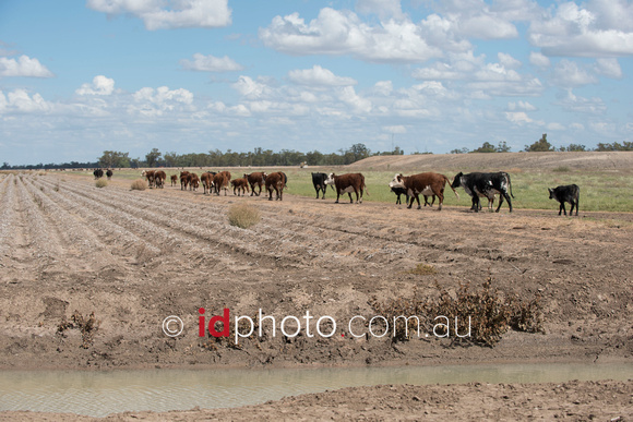 Cattle drinking from water channel near St George
