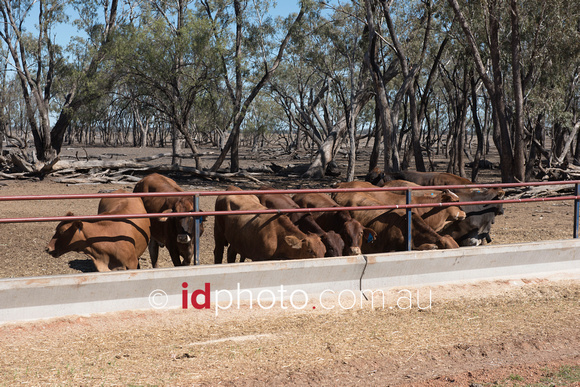 Cattle feeding at Nee Nee property at Dirranbandi.