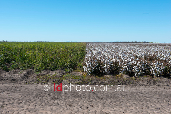 Cotton at Burren Junction, NSW
