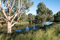 Narrabri Creek, NSW