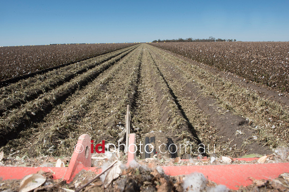 Mulching completed cotton crop, Burren Junction, NSW