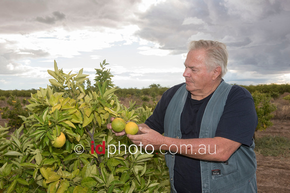 Failed lime crop in Bourke owner by farmer John Holmes