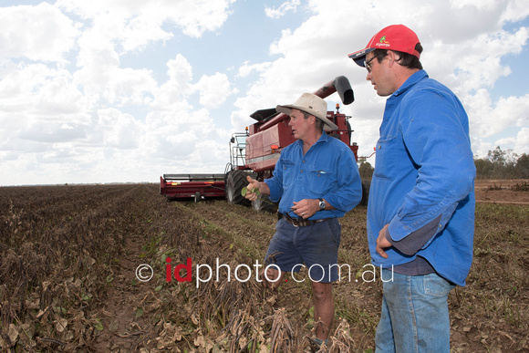 Mungbean crop with farmer, Glenn Rogan