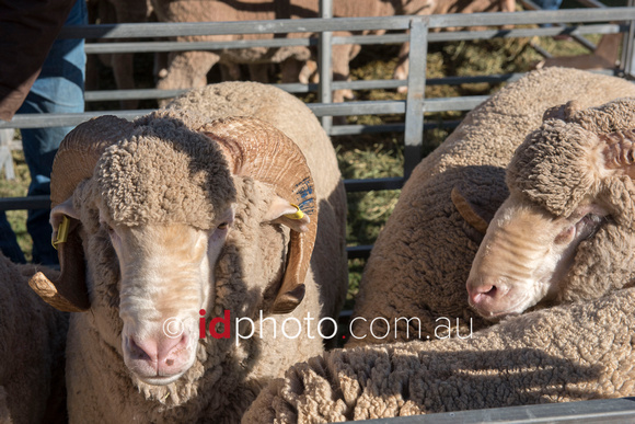 Merino sheep at Bourke Show day, Bourke NSW