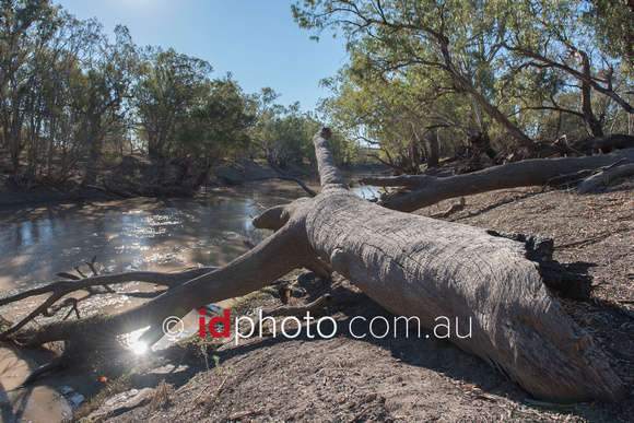 Barwon River, Walgett, NSW