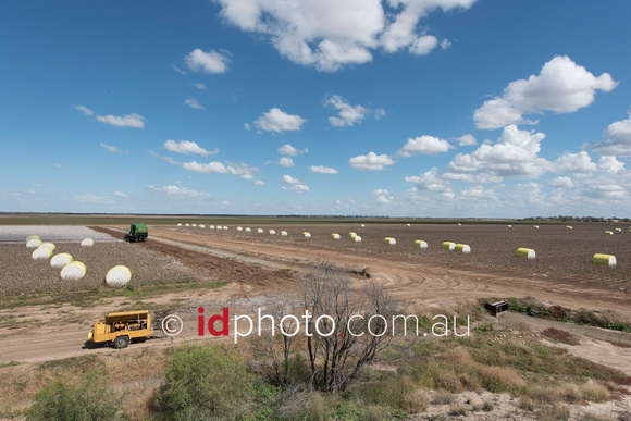 Cotton crops on property owned by Glenn Rogan near St George