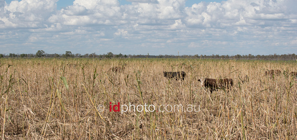 Cattle feeding near sorghum crop, St George