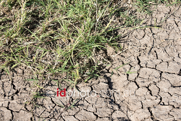 African star grass used to secure bank of water storage dam at Trafalgar property, Dirranbandi, QLD