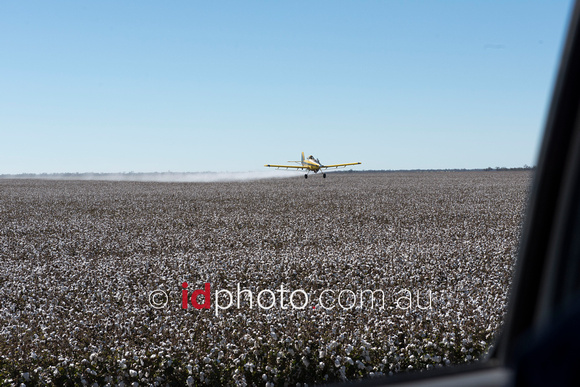 Spraying cotton crop at Burren Junction, NSW