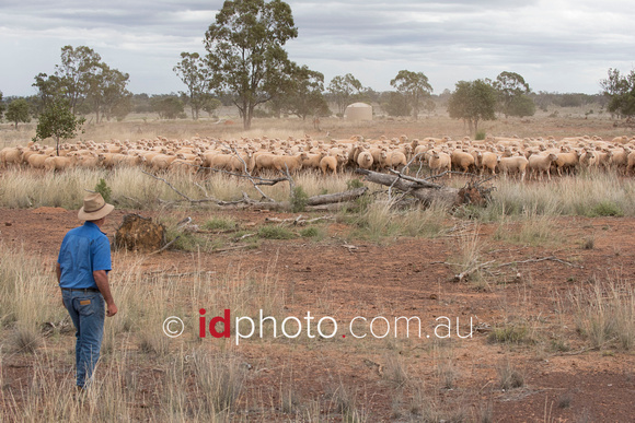 Border Lester sheep belonging to farmer Gary Rossiter of Mungindi