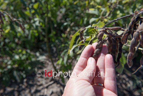 Close up of pidgeon pea, sacfrifical crop at Burren Junction, NSW