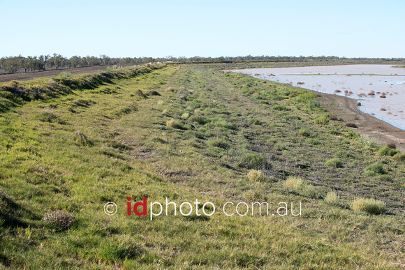 African star grass used to secure bank of water storage dam at Trafalgar property, Dirranbandi, QLD