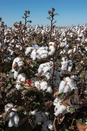 Cotton at Burren Junction, NSW