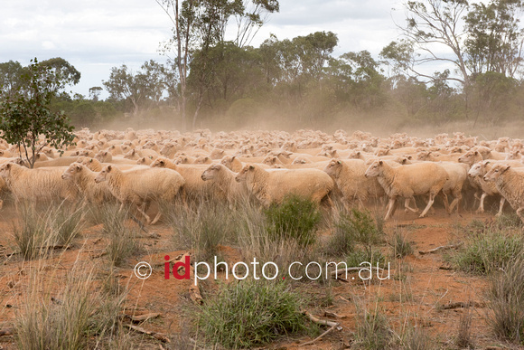 Border Lester sheep belonging to farmer Gary Rossiter of Mungindi