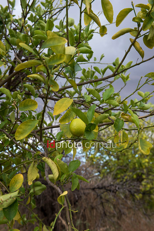 Failed lime crop in Bourke owner by farmer John Holmes