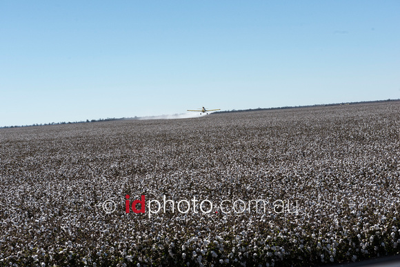 Spraying cotton crop at Burren Junction, NSW