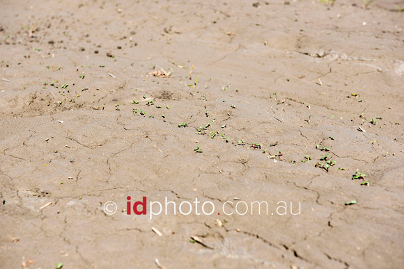 Experimental lucerne crop at Trafalgar property near Dirranbandi, QLD